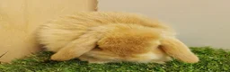 Mini Lop rabbits for sale: Vaccinated baby Mini Lops -with new vaccine Yurvac - Advert 5