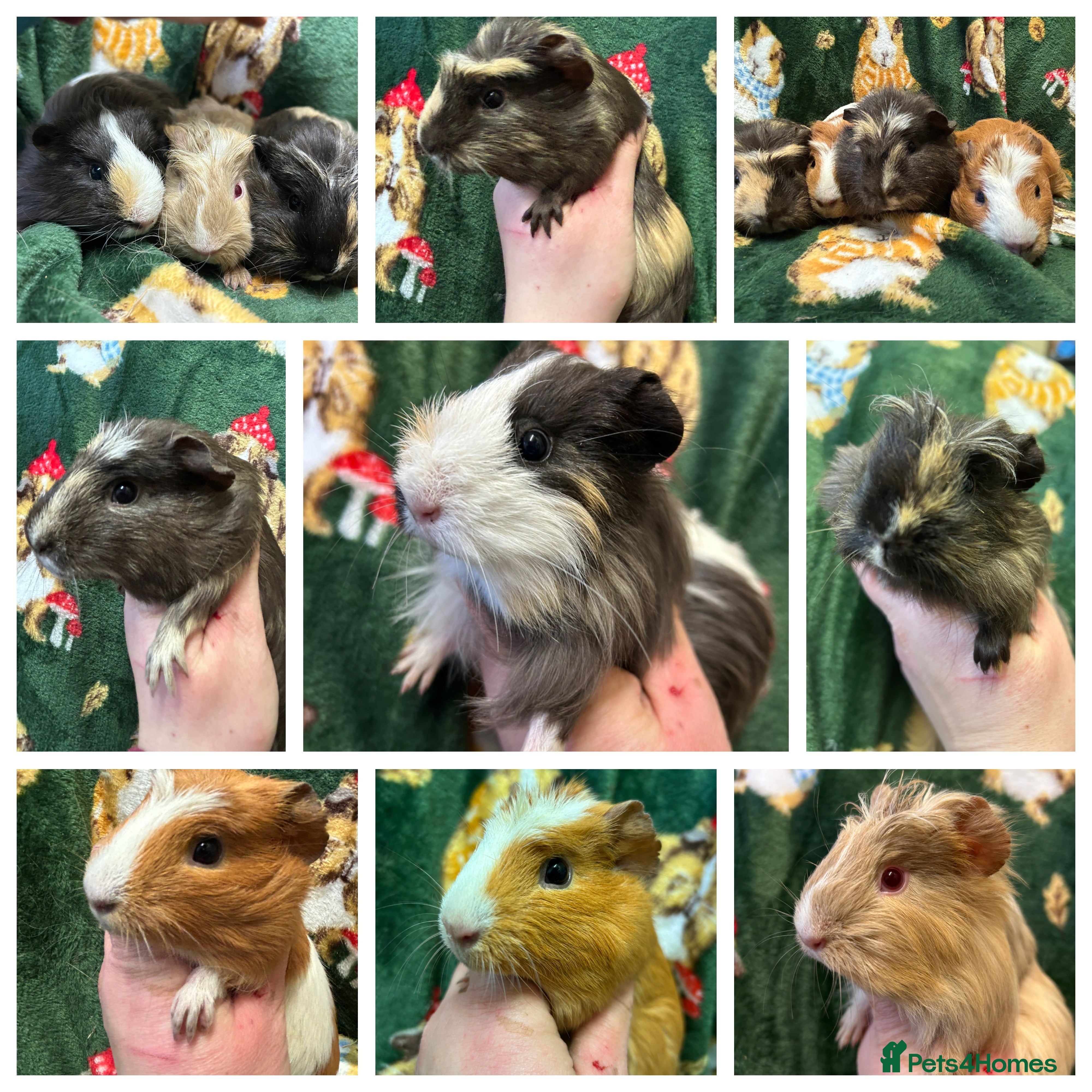 Guinea Pig rodents Baby female Guineapigs  - Advert 1