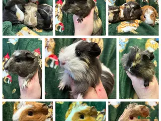 Guinea Pig rodents Baby female Guineapigs - Advert 1