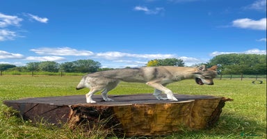 Saarloos Wolfdog dogs in Cambridge - Advert 1