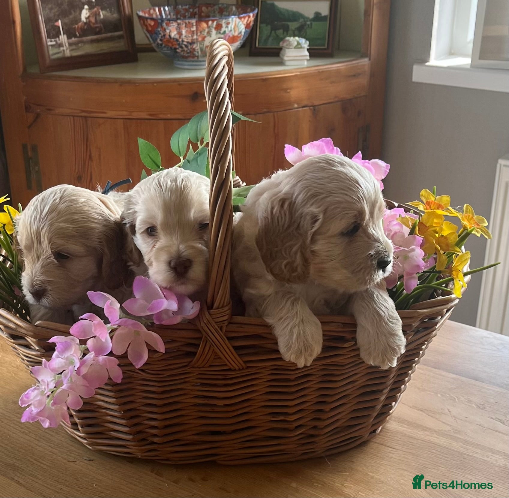 Cockapoo dogs 6 Stunning F1 Cockapoos - Advert 2