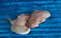 Cavalier King Charles Spaniel dogs for sale: 4 beautiful chunky puppies. 4 days old - Image 3