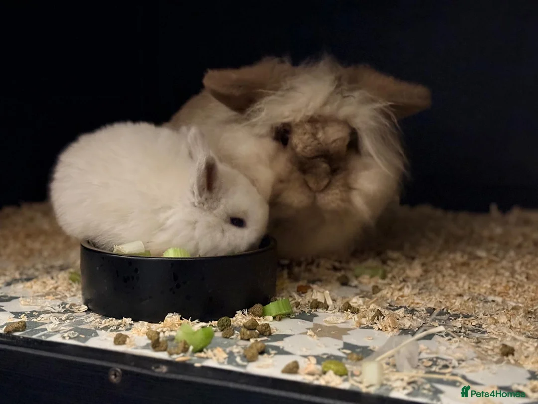 Mini Lion Lop rabbits for sale: Stunning Mini LionLops for Sale  - Advert 23