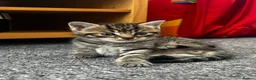 Mixed Breed cats for sale: Cats for Sale🐈🐈‍⬛ - Advert 4