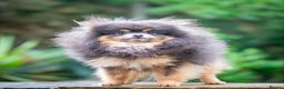 Pomeranian dogs for stud: Tiny Quality Blue Tan Stud Boy Kc in Pontefract - Advert 5