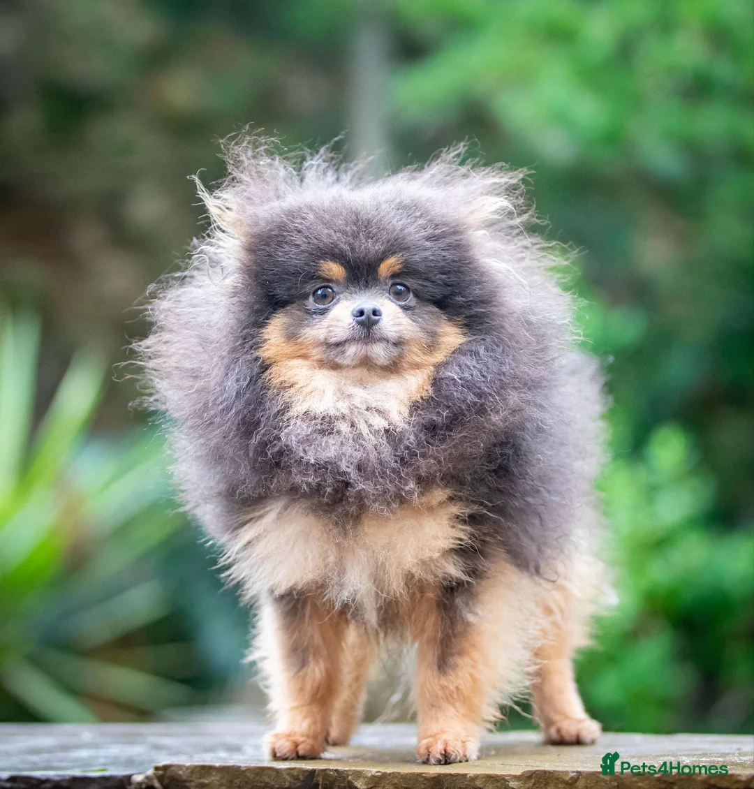Pomeranian dogs for stud: Tiny Quality Blue Tan Stud Boy Kc in Pontefract - Advert 5