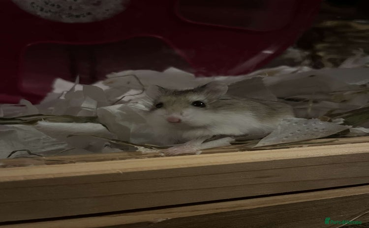 Hamster rodents - Advert 2