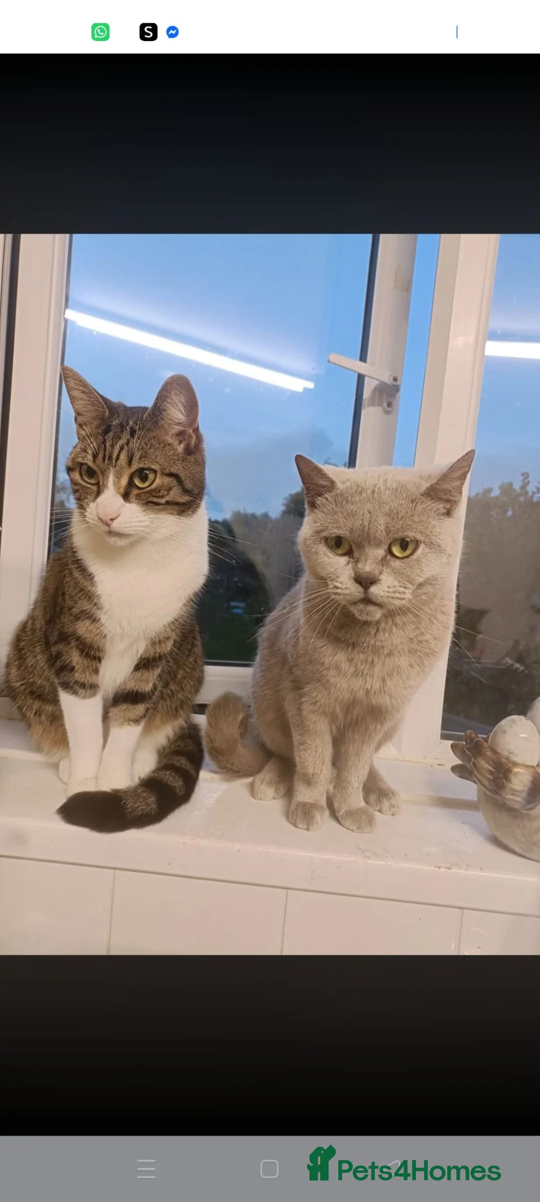 Mixed Breed cats for sale: Mix breed kittens - Advert 1