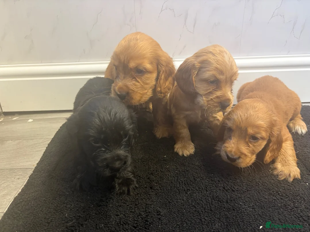 Cocker Spaniel dogs for sale:  SHOW TYPE cocker spaniels puppies  - Advert 2