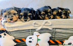 Yorkshire Terrier dogs for sale: 7 male Yorkshire terriers ready to leave.  - Image 31