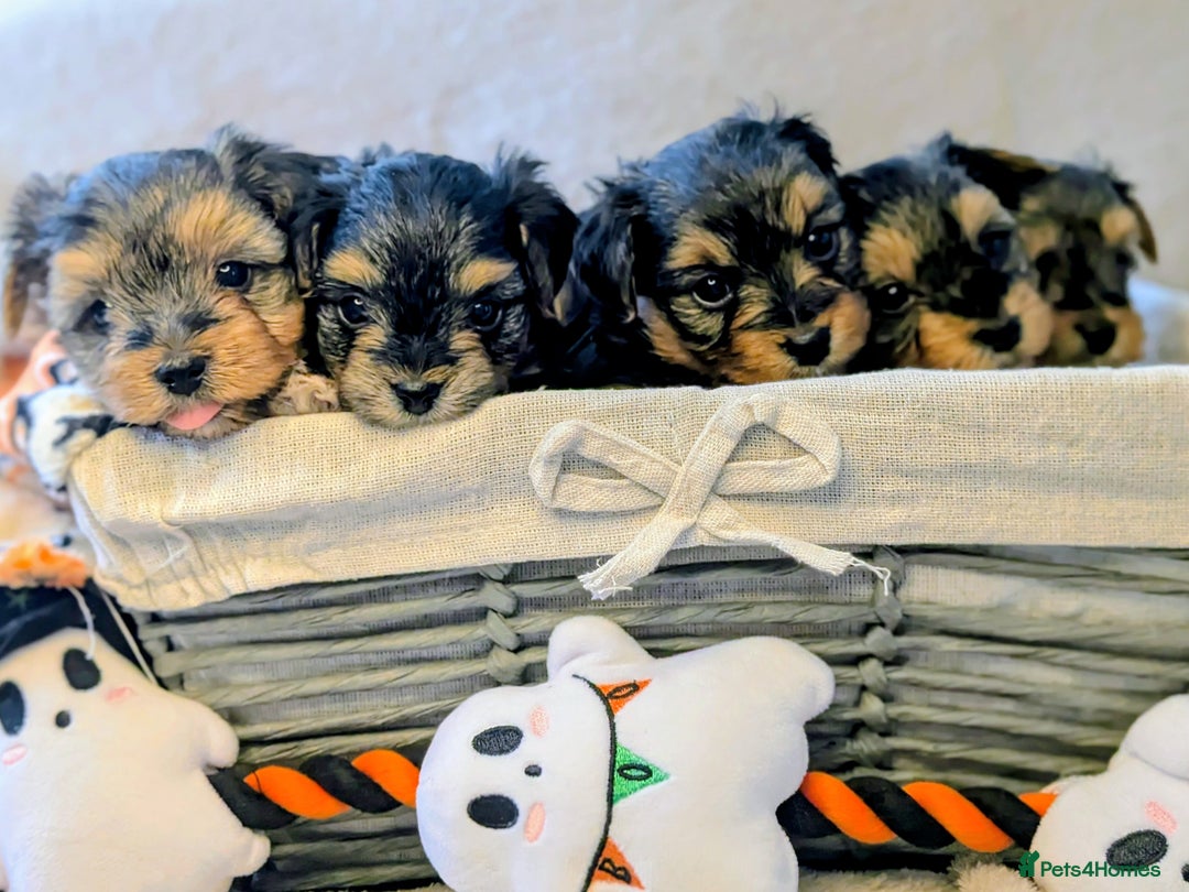 Yorkshire Terrier dogs for sale: 7 male Yorkshire terriers ready to leave.  - Image 31