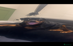 Rottweiler dogs for sale: champion bloodline full German pedigree pups  - Image 3
