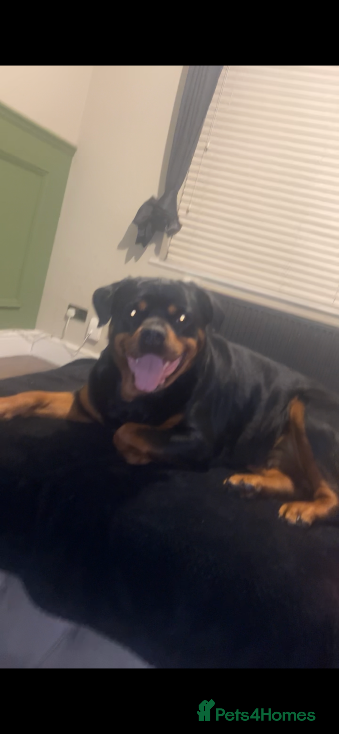 Rottweiler dogs for sale: champion bloodline full German pedigree pups  - Image 3