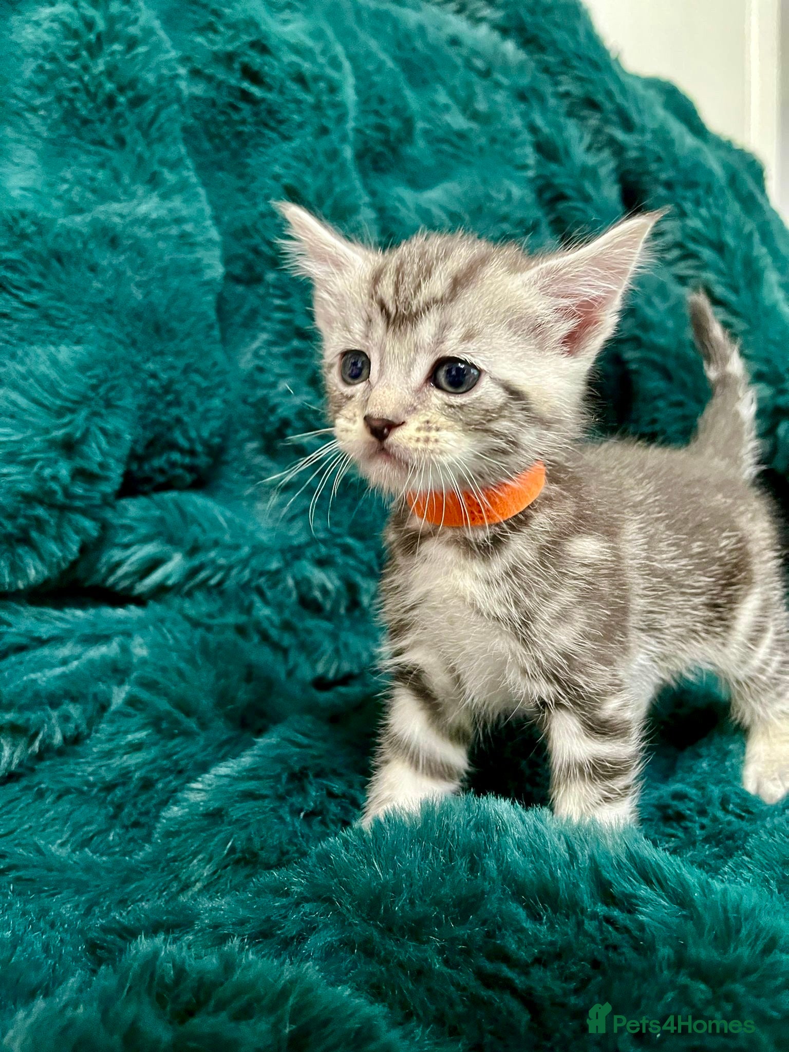 Maine Coon cats Last 2 kittens available  - Advert 1