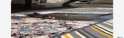 British Shorthair cats for sale: British short hair kitten  - Advert 6