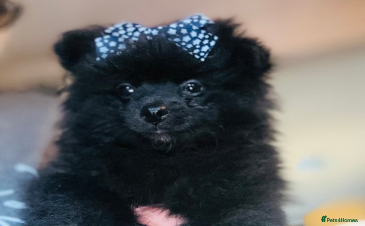 Pomeranian dogs - Advert 2