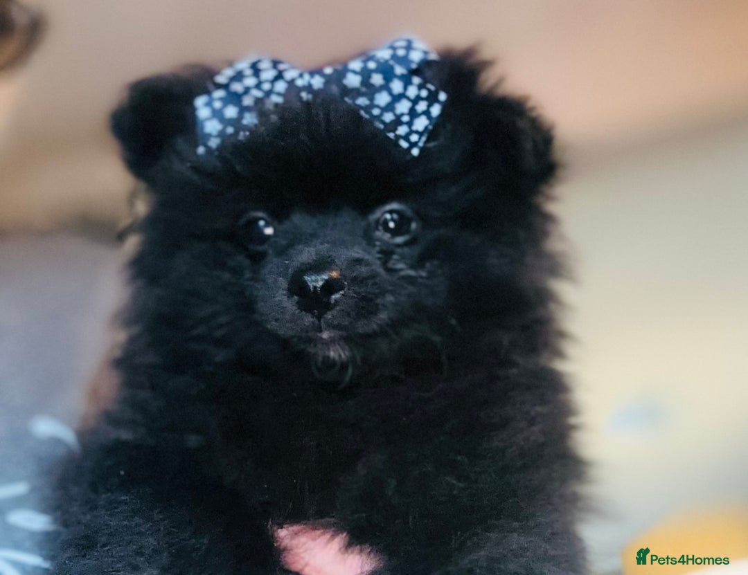 Pomeranian dogs for sale: Perfect poms - Image 7