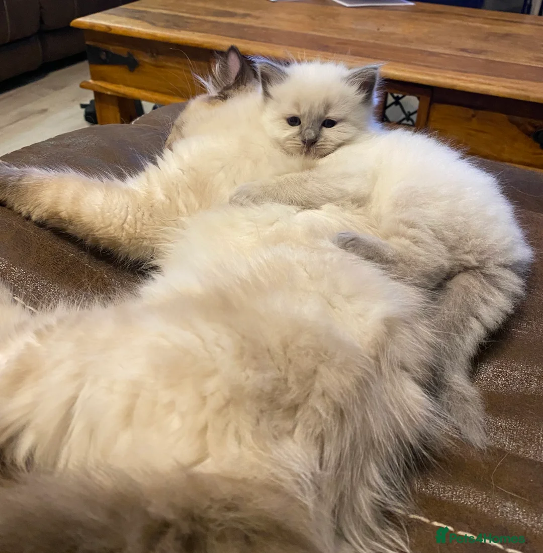 Ragdoll cats for sale: 2 stunning ragdoll boys in Buckie - Advert 2