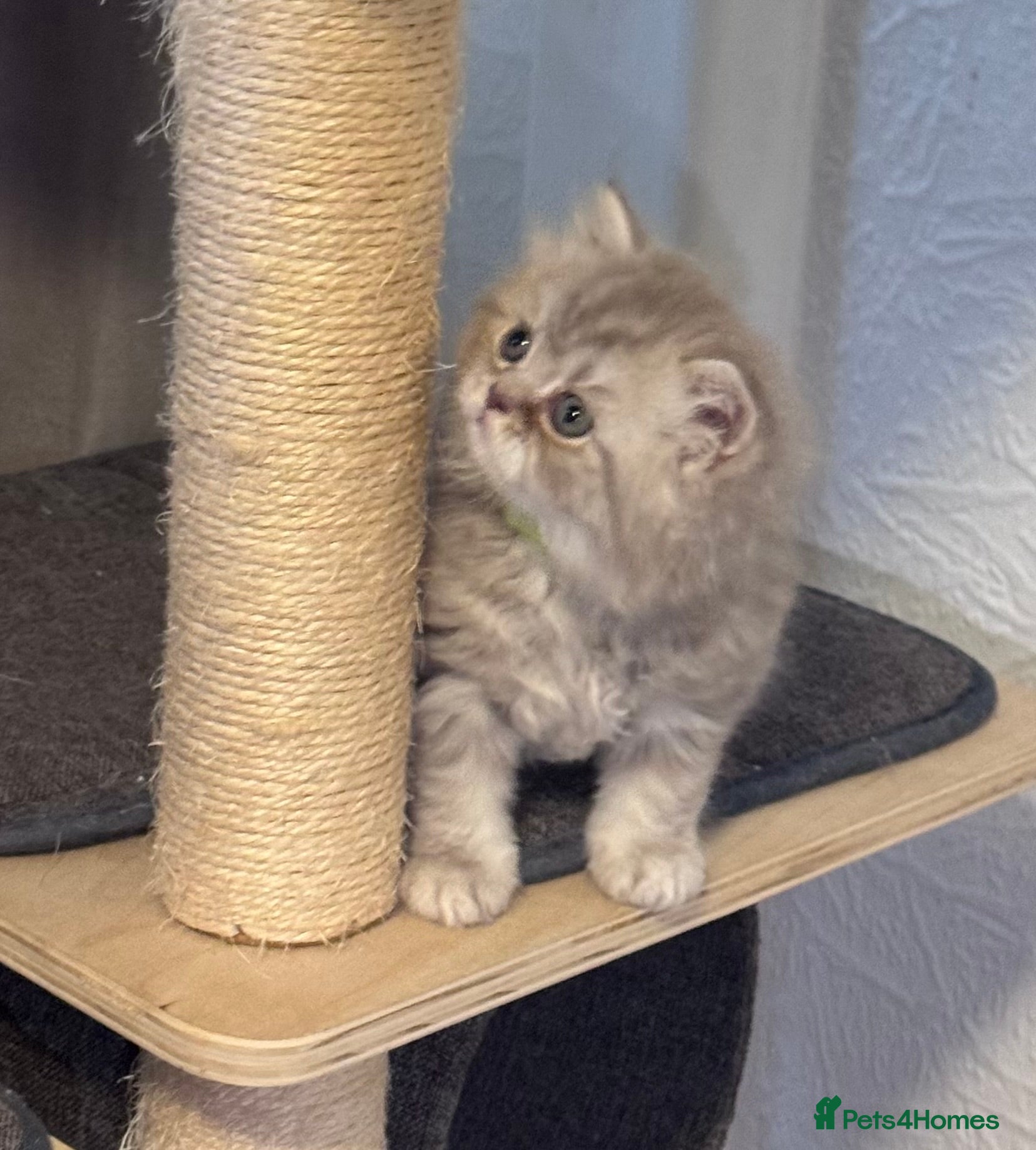 British Shorthair cats Purebred amazing BSH kittens - Advert 10