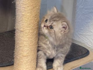 British Shorthair cats Purebred amazing BSH kittens - Advert 10