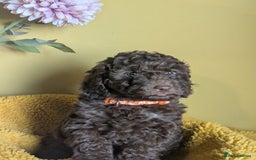 Cockapoo dogs for sale: Gorgeous Cockapoo puppies - Image 20