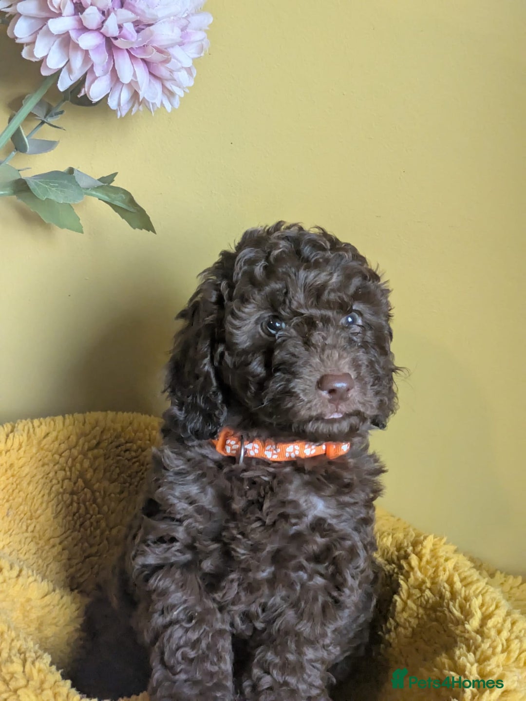 Cockapoo dogs for sale: Gorgeous Cockapoo puppies - Image 20