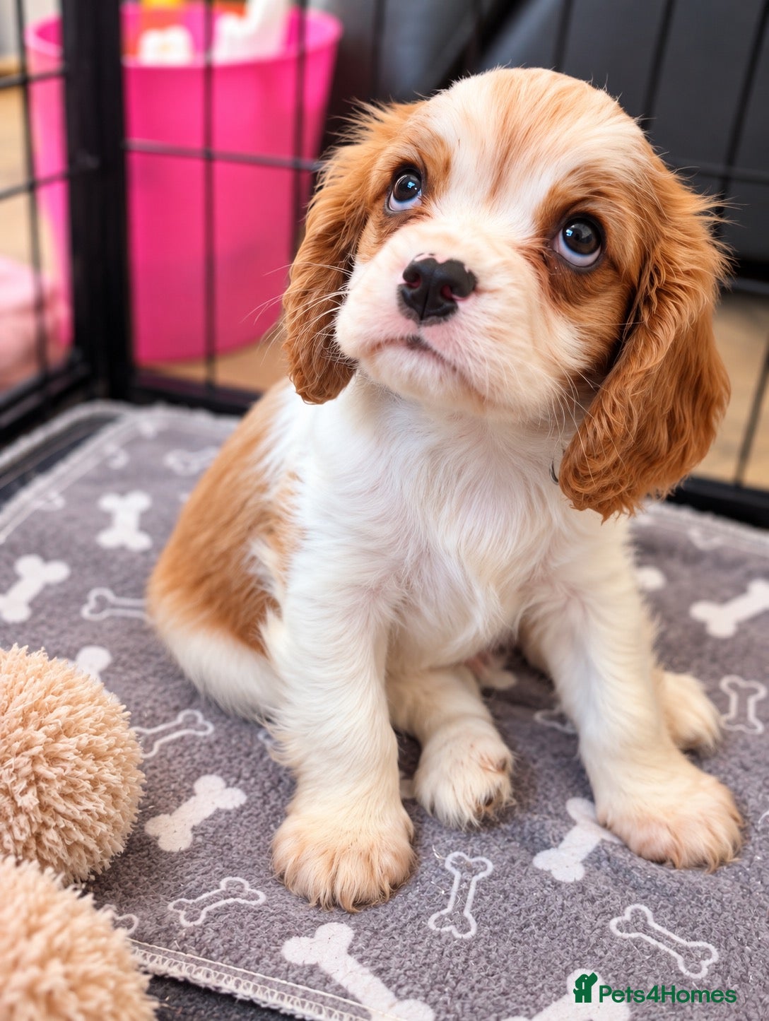 Cavalier King Charles Spaniel dogs Last 2 beautiful boys left! Last 2 reduced  - Advert 5