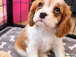 Cavalier King Charles Spaniel dogs Last 2 beautiful boys left! Last 2 reduced - Advert 5