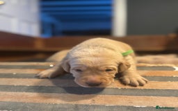 Labrador Retriever dogs for sale: Labrador Retrievers For Sale - Image 8