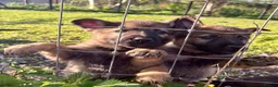 German Shepherd dogs for sale: 4* Licensed Breeder, KC Reg, Health Tested Parents - Advert 7