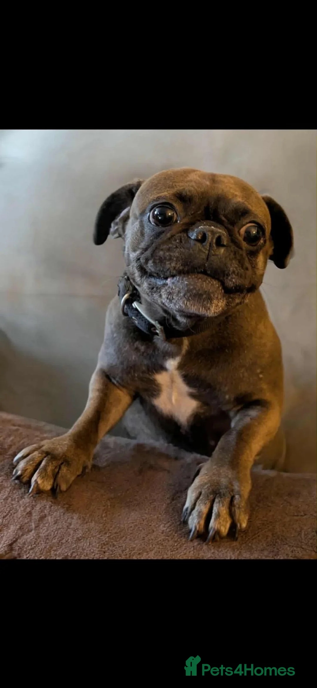 Mixed Breed dogs for sale: Five Frencie Cross Pug Puppies For Sale in Chesterfield - Advert 2