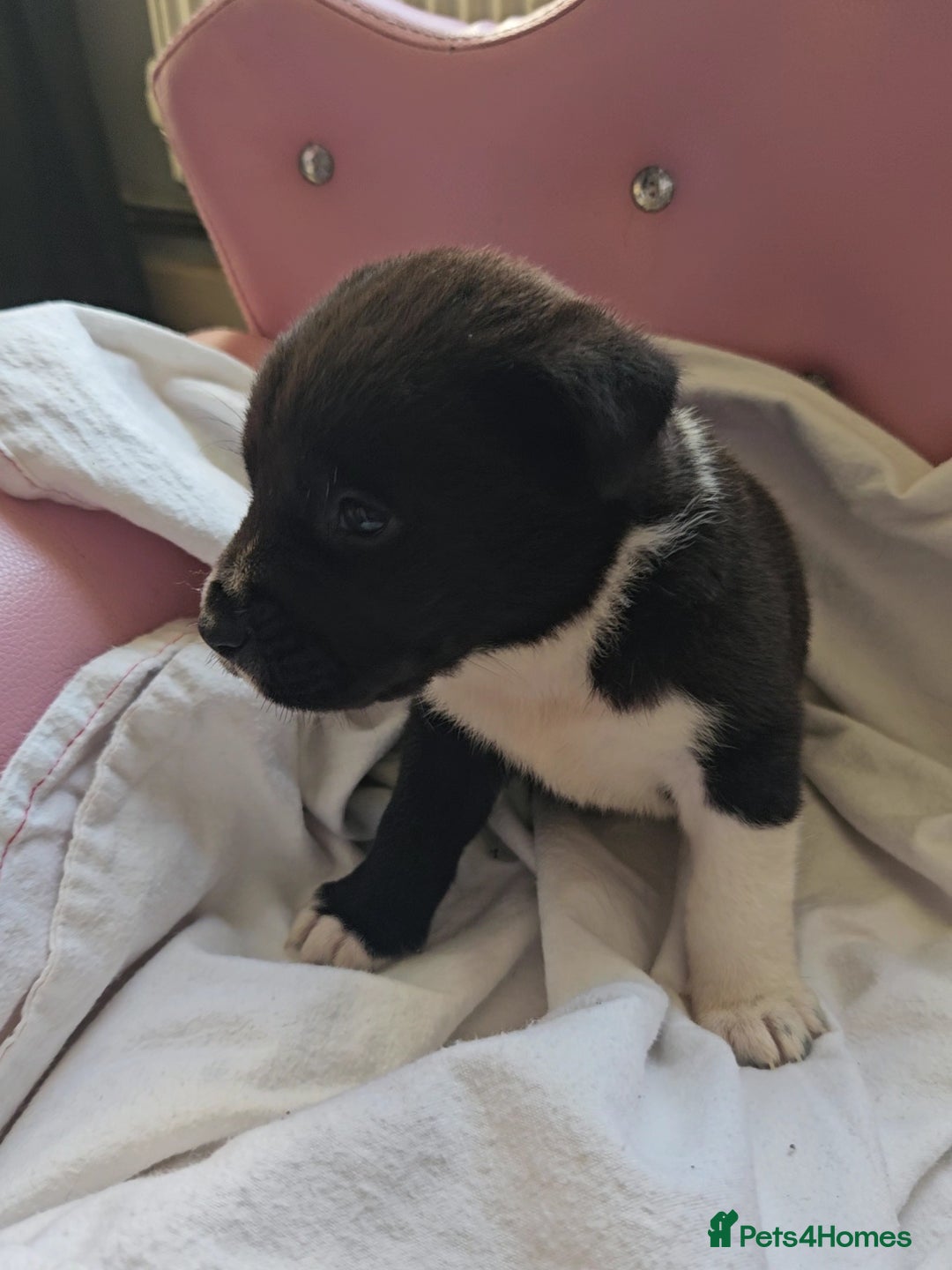 Mixed Breed dogs for sale: Huge American akita x cane corso pups - Advert 24