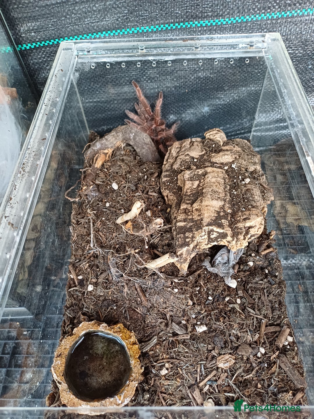 Tarantulas invertebrates for sale: GBB & salmon pink birdeater  - Advert 2