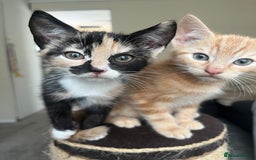 Mixed Breed cats for sale: Tortoiseshell and ginger kittens for sale  - Image 6