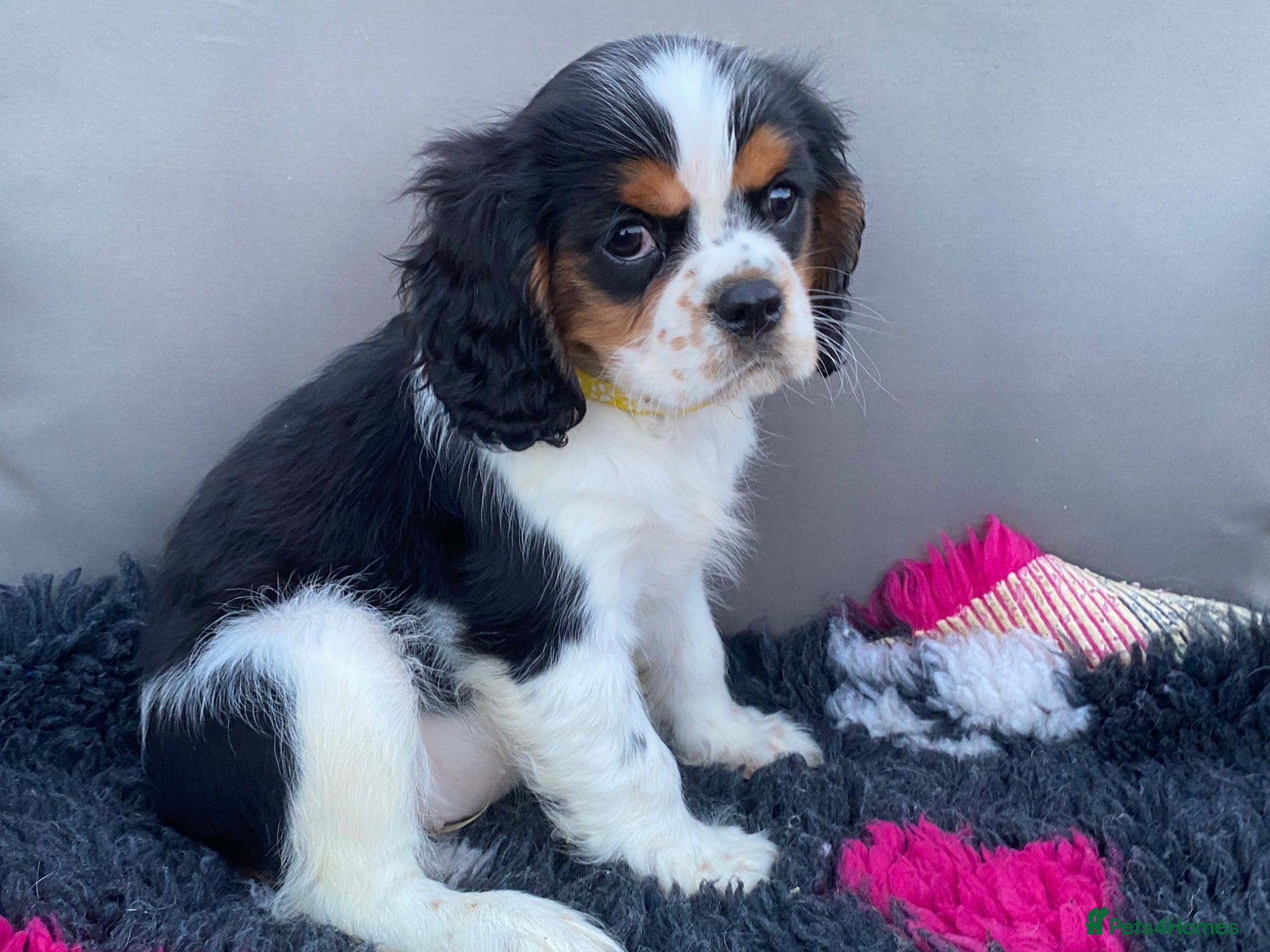 Cavalier King Charles Spaniel Puppy 5