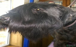 Giant Schnauzer dogs for sale: Lulu,spayed Giant Girl - Image 2