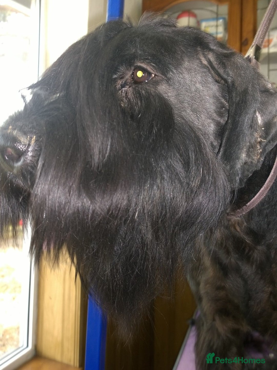Giant Schnauzer dogs for sale: Lulu,spayed Giant Girl - Image 2