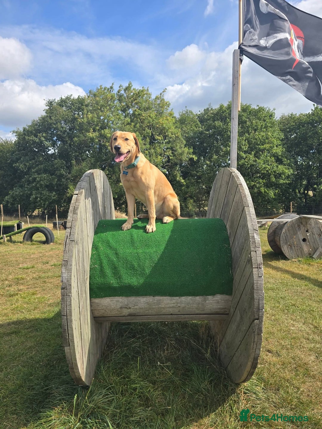 Labrador Retriever dogs for stud: Simba STUD ONLY  in Bradford - Image 3