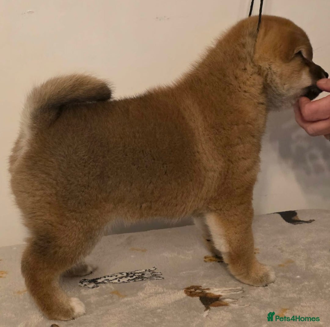 Japanese Shiba Inu dogs for sale: Puppy dog  - Advert 3