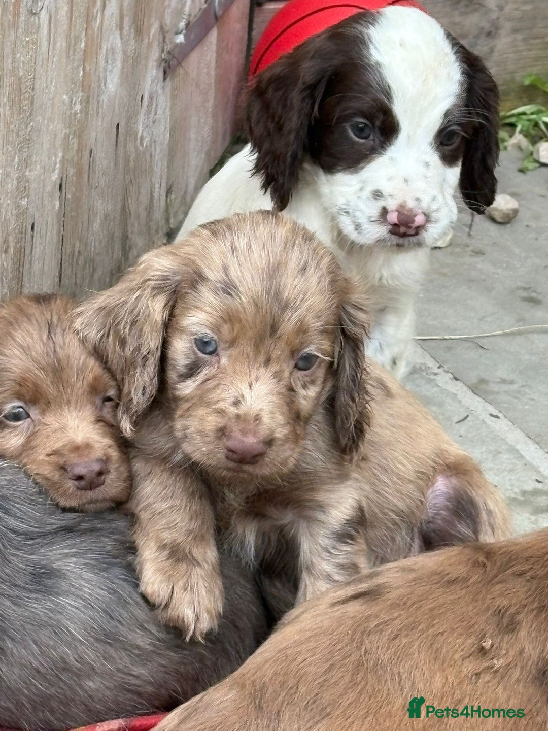 Cocker Spaniel dogs for sale: Cocker spaniel  - Image 4