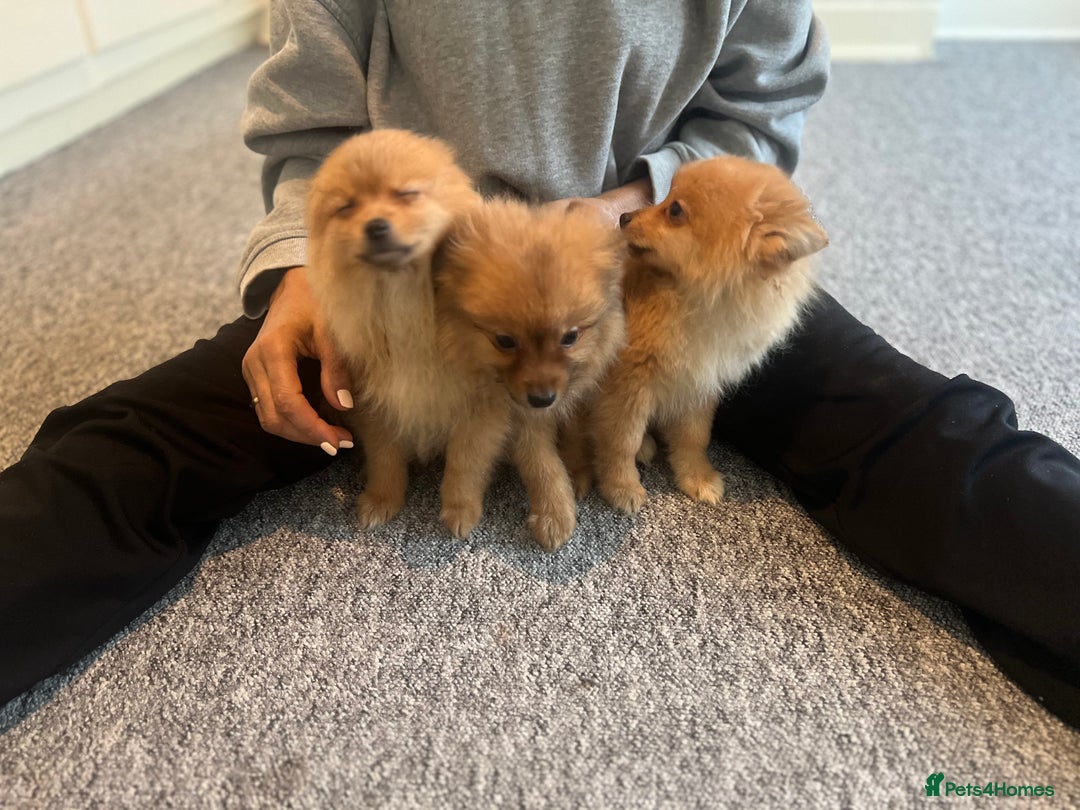 Mixed Breed dogs for sale: The cutest Pups: German & Japanese Pomeranian - Advert 37