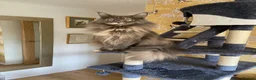 Maine Coon cats for sale: ⭐️⭐️GCCF Registered ⭐️⭐️ - Advert 9