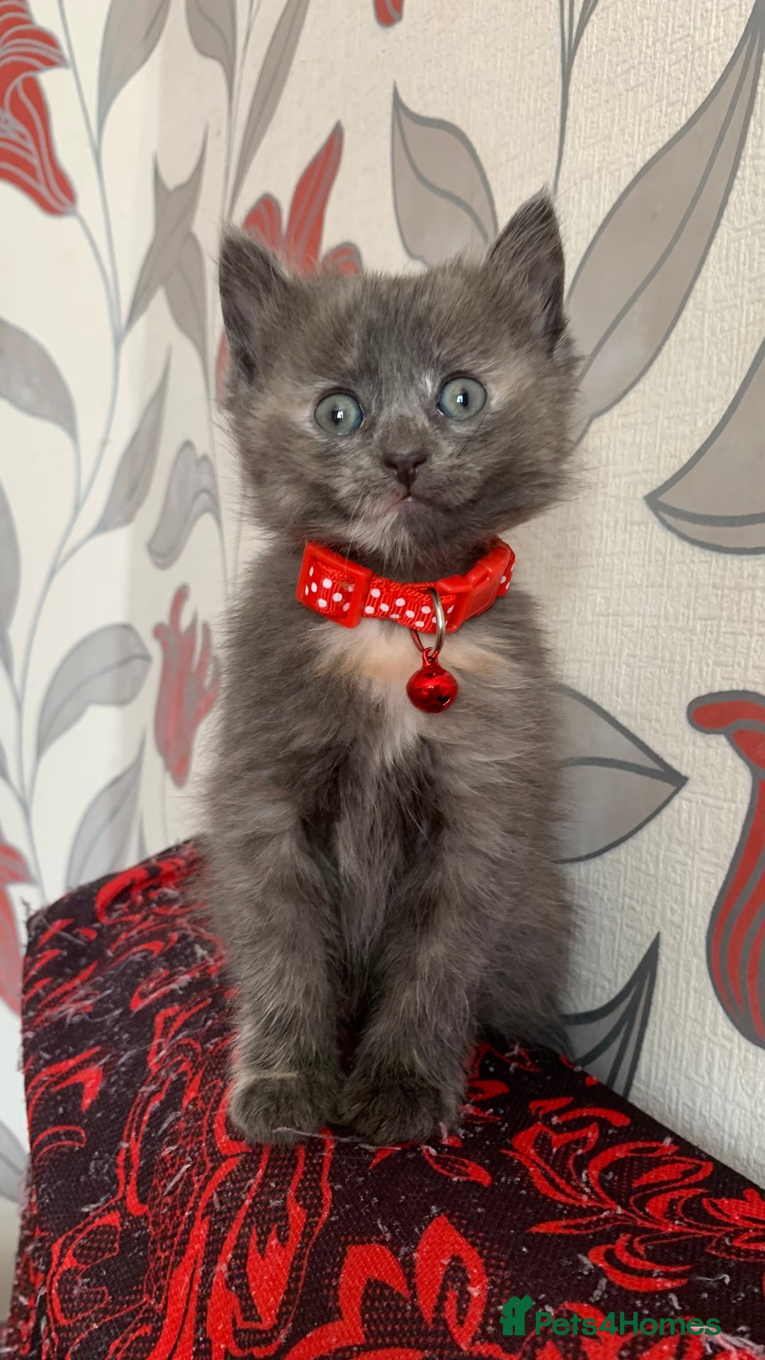Mixed Breed cats for sale: White Gray and Ragdoll Kittens - Image 17