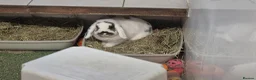 Mini Lop rabbits for sale: Bonded mini lops, neutered & Vaccinated  - Advert 1