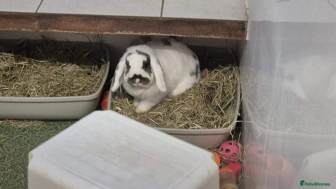 Mini Lop rabbits for sale: Bonded mini lops, neutered & Vaccinated  - Advert 1