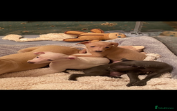 Italian Greyhound dogs for sale: ITALIAN GREYHOUND PUPPIES  - Advert 12