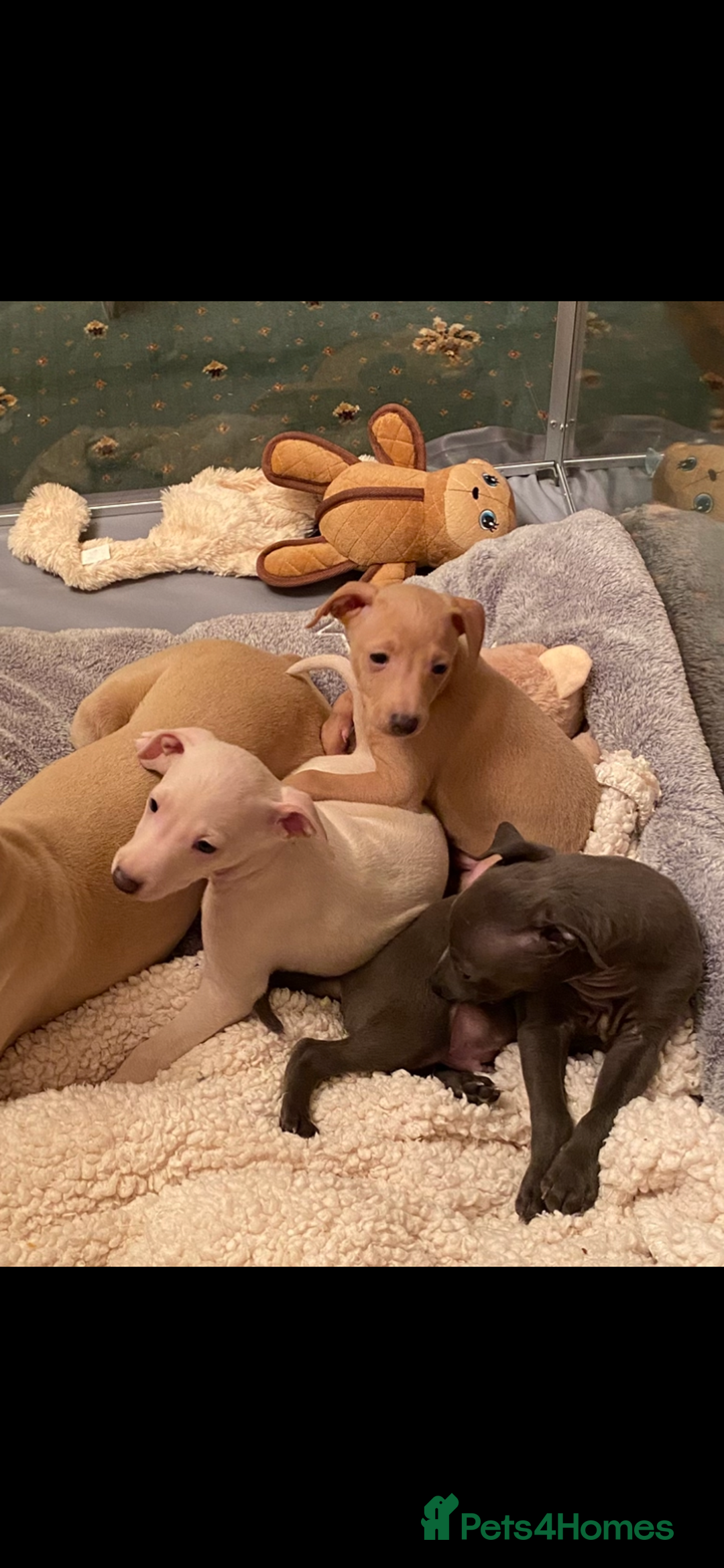Italian Greyhound dogs for sale: ITALIAN GREYHOUND PUPPIES  - Advert 12