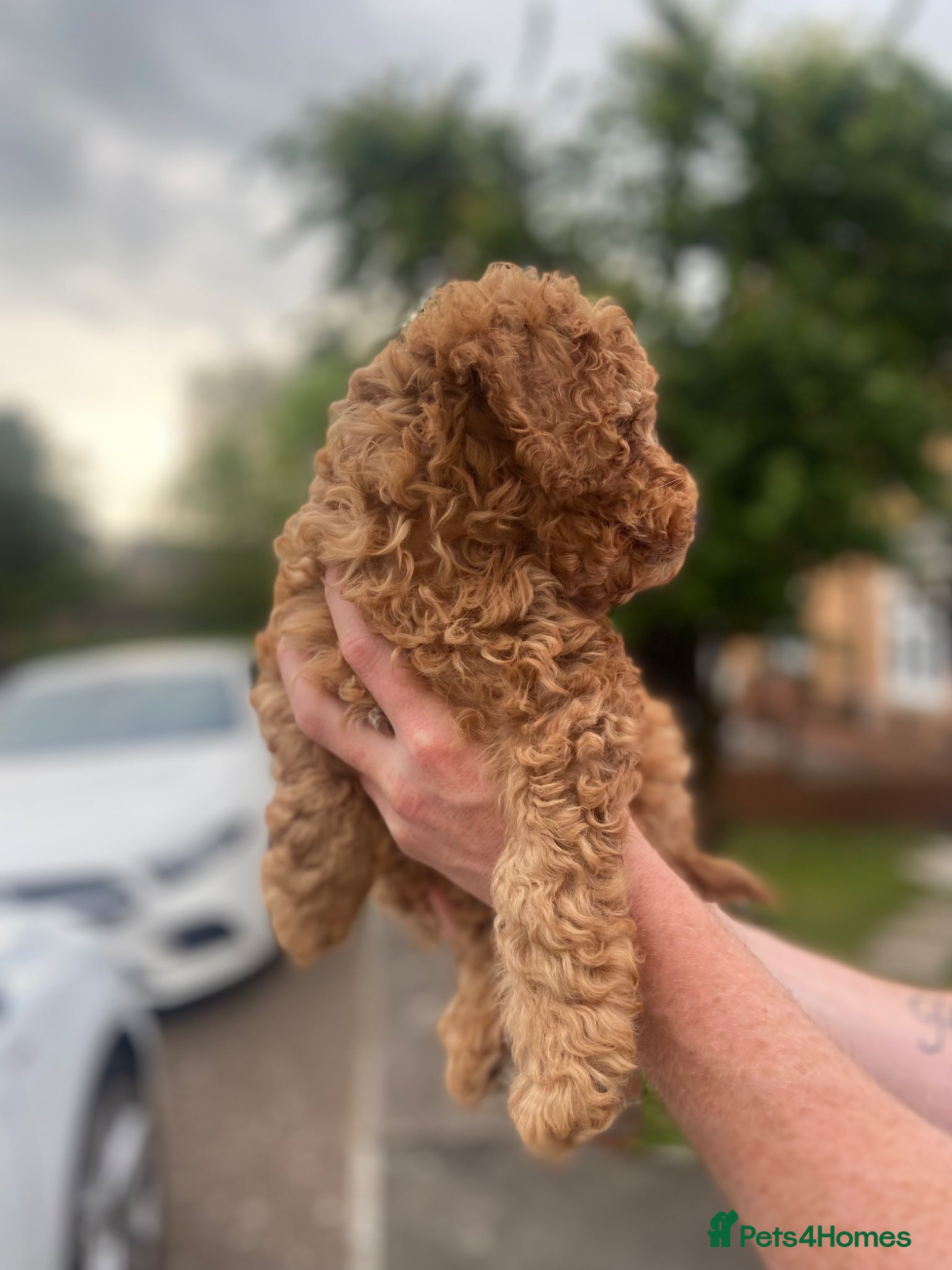 Cavapoochon dogs Cavapoochons 1 beautiful boy left🐶🐶 - Advert 8