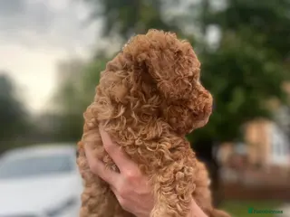 Cavapoochon dogs Cavapoochons 1 beautiful boy left🐶🐶 - Advert 8