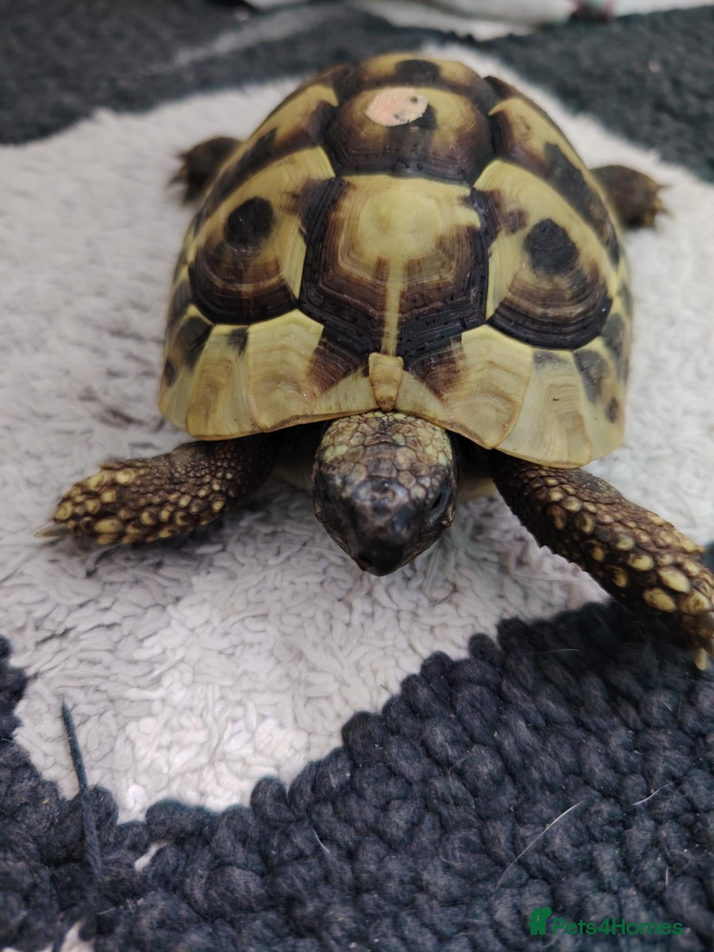 Hermann Tortoise reptiles Hermann Tortoise - Advert 2